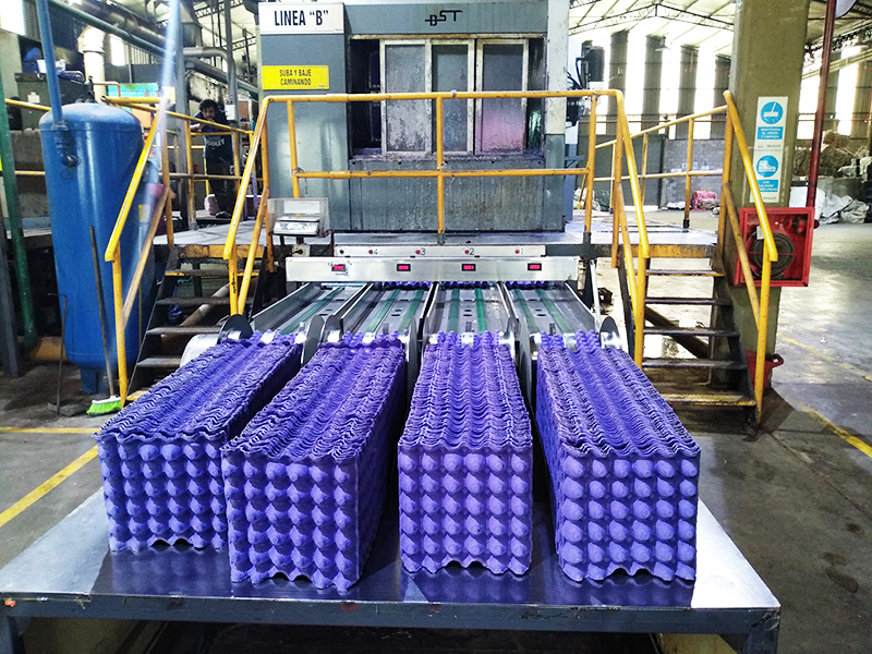Egg Tray Production Line in Argentina